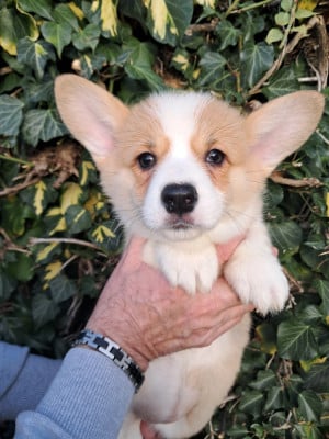 Les chiots de Welsh Corgi Pembroke