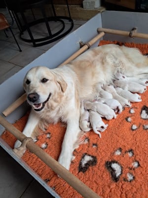 Les chiots de Golden Retriever