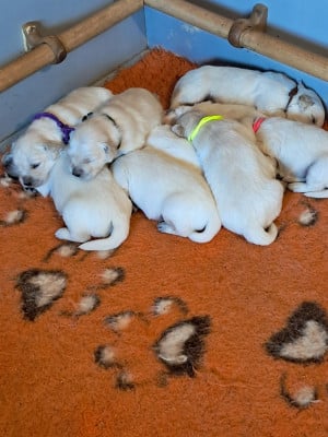 Les chiots de Golden Retriever