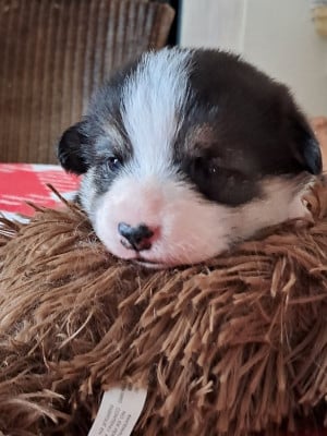 Les chiots de Welsh Corgi Pembroke