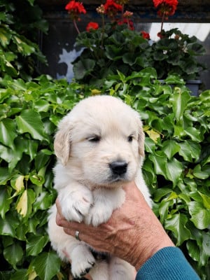 Les chiots de Golden Retriever