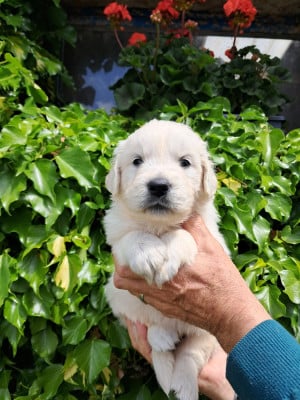 Les chiots de Golden Retriever