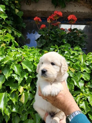 Les chiots de Golden Retriever