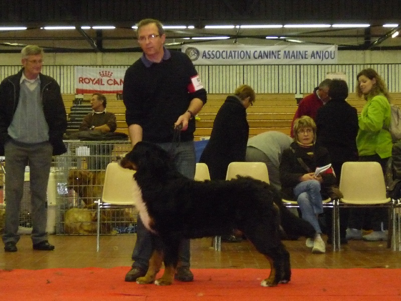 Ellington du hameau des baronnies - EXC CLASSE JEUNE 9 MOIS