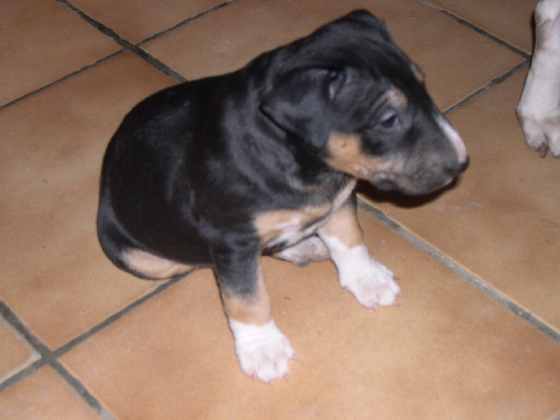 Publication : d'Emiloliv Auteur : V. blondel