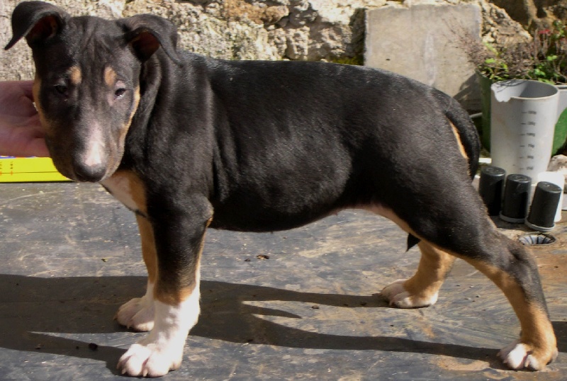 Publication : d'Emiloliv Auteur : V. blondel