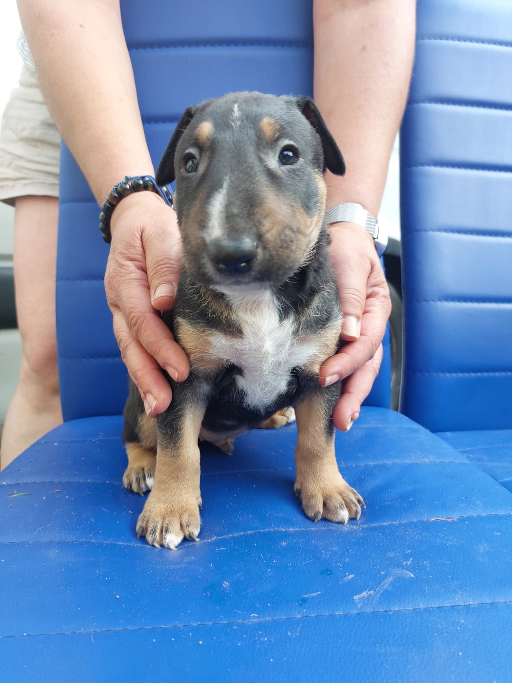 N5 MALE TRICOLORE moyen modele - Bull Terrier