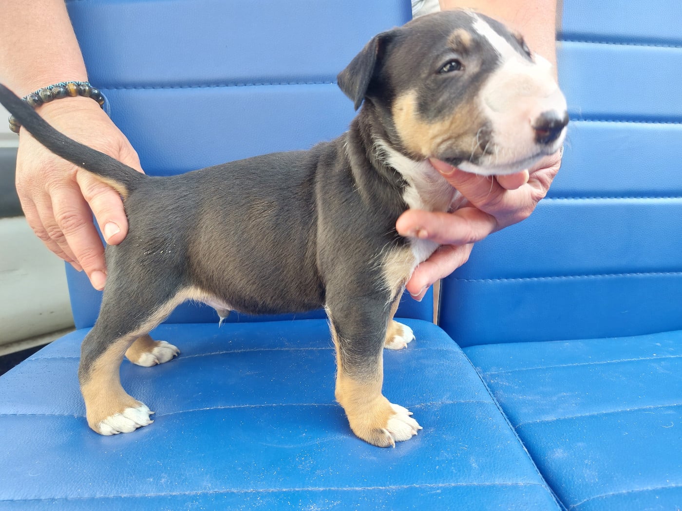 N5 MALE TRICOLORE PETIT MODELE - Bull Terrier