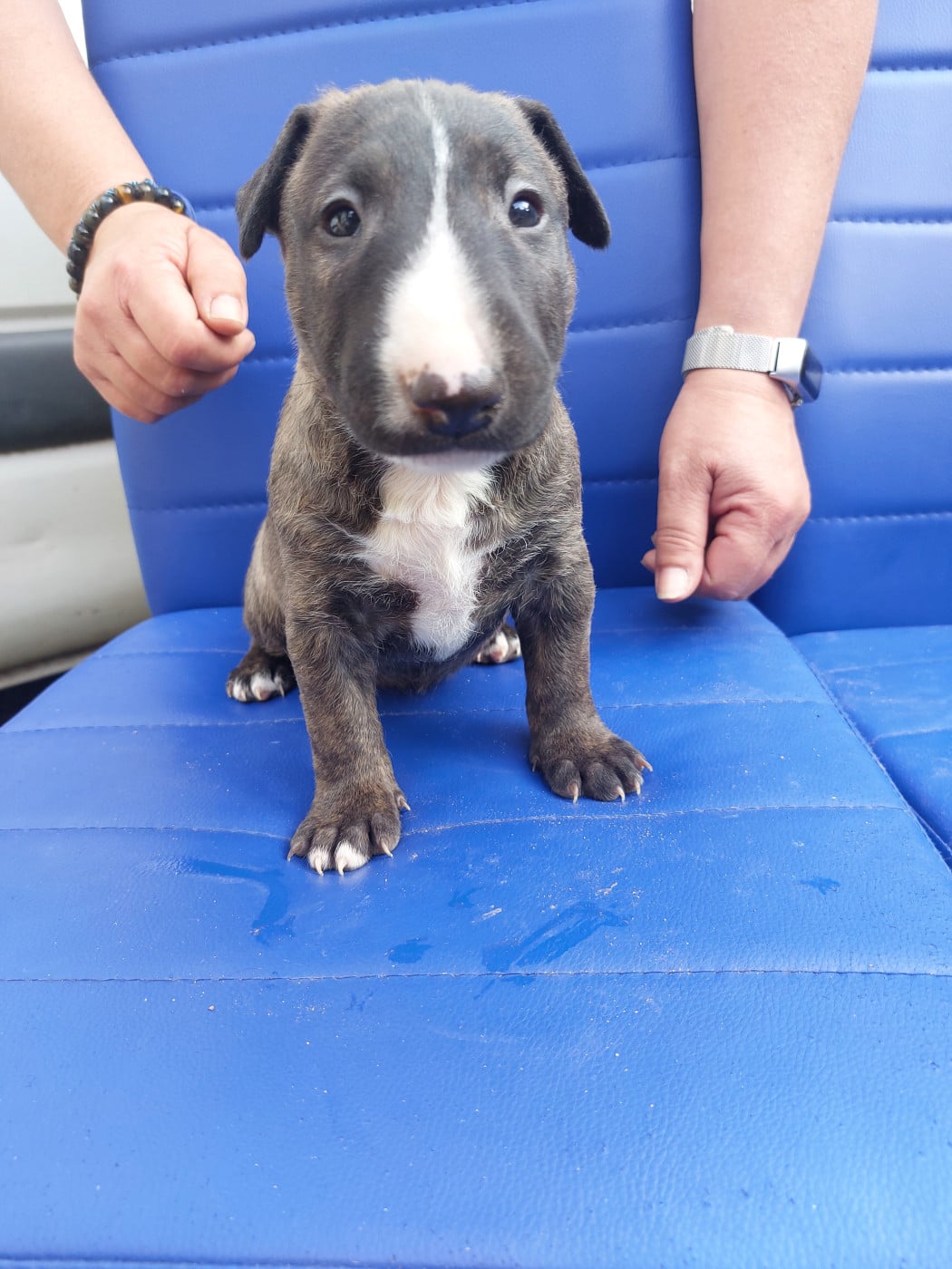 N1 FEM BRINGEE - Bull Terrier