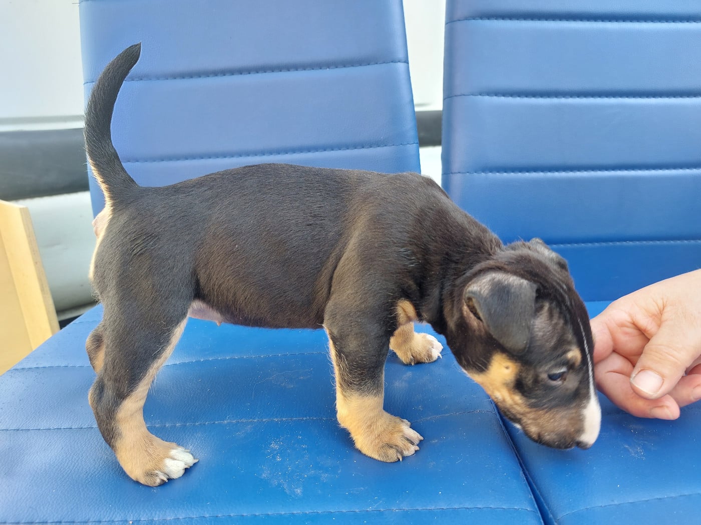N8 FEM TRICOLORE PETIT MODELE - Bull Terrier