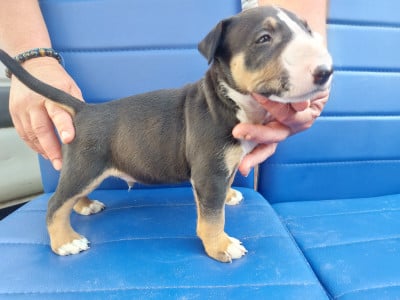 Les chiots de Bull Terrier