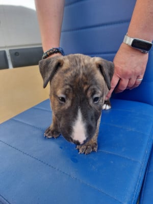 Les chiots de Bull Terrier