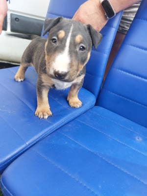 Les chiots de Bull Terrier