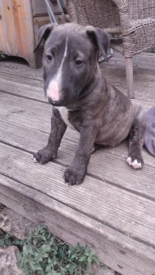 Les chiots de Bull Terrier