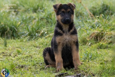 Les chiots de Berger Allemand