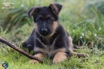 Les chiots de Berger Allemand