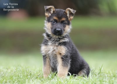 Les chiots de Berger Allemand
