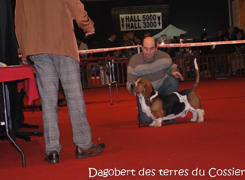 Dagobert des terres du cossier - RCACS