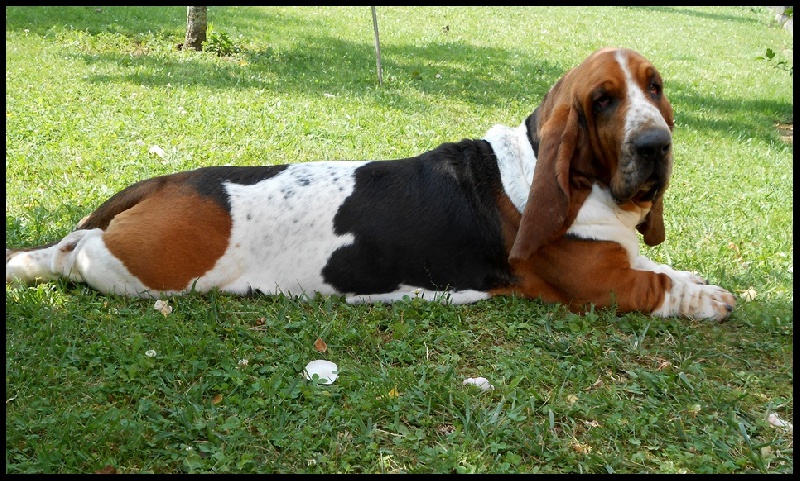 Dagobert des terres du cossier - CAC CACIB Meilleur de race