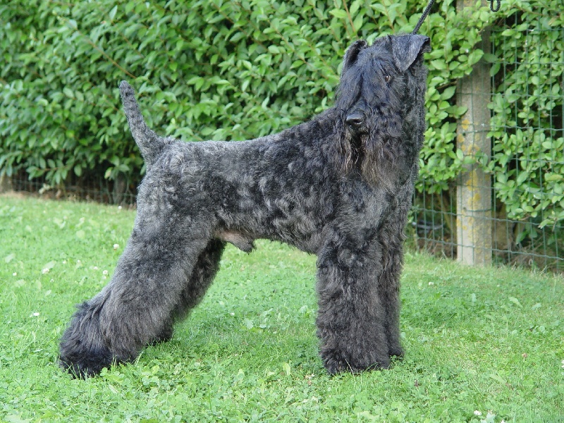 CH. Shenny Des Diablotins De L'Ozon