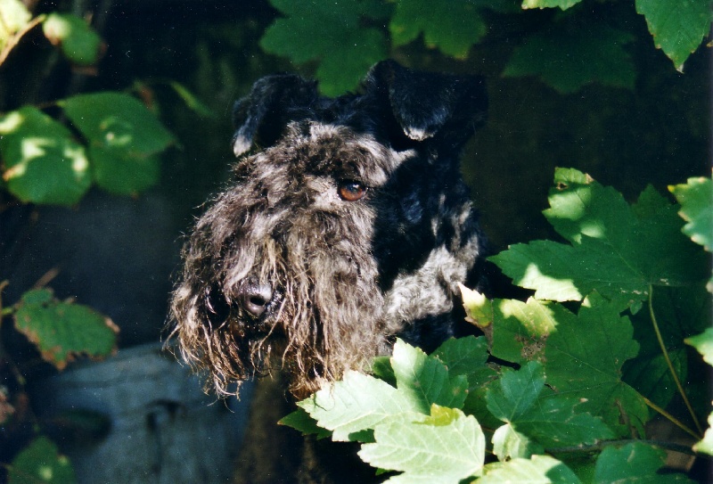 CH. Beclau Barimba