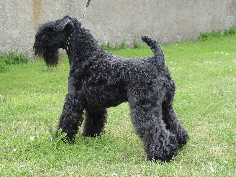 CH. Shenny Des Diablotins De L'Ozon