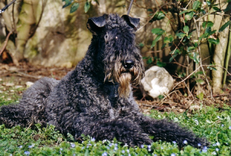 CH. Beclau Barimba