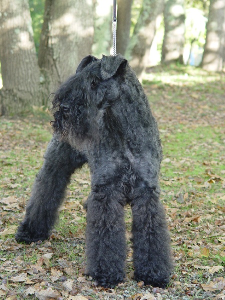 CH. Shenny Des Diablotins De L'Ozon