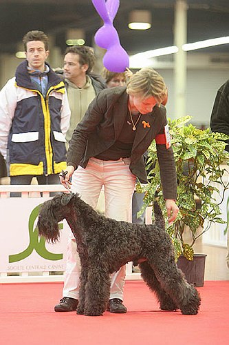 CH. Shenny Des Diablotins De L'Ozon