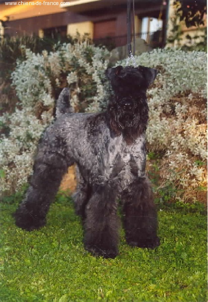 CH. Shenny Des Diablotins De L'Ozon