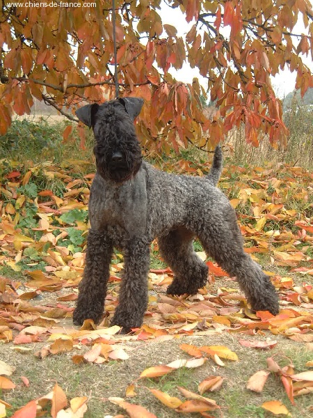 CH. Shenny Des Diablotins De L'Ozon