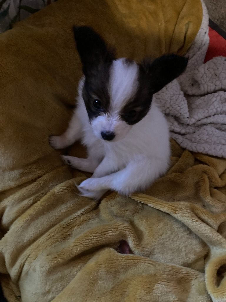 Publication : De stang veil Auteur : Maela Le corre