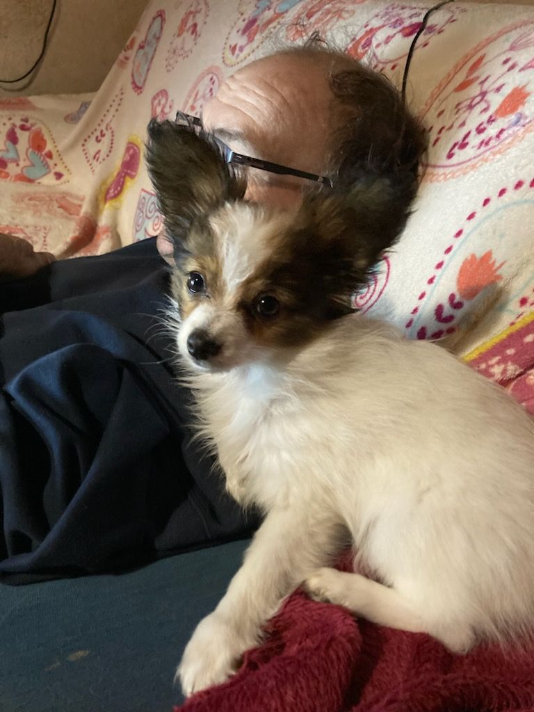 Publication : De stang veil Auteur : Maela Le corre