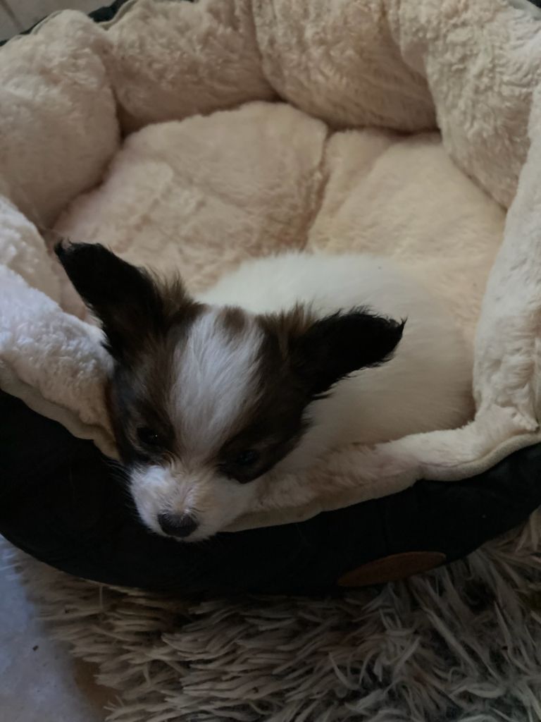 Publication : De stang veil Auteur : Maela Le corre