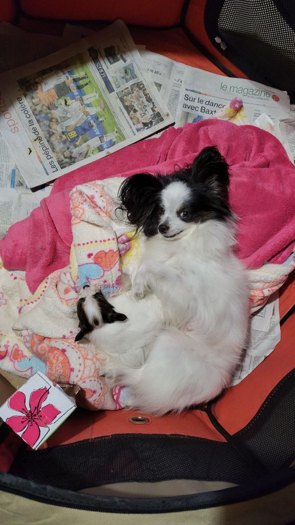 Publication : De stang veil Auteur : Maela Le corre