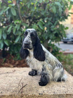 Étalon Cocker Spaniel Anglais - black delja's Givenchy