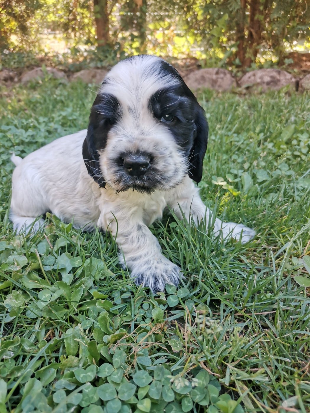 Balto - Cocker Spaniel Anglais