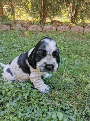 Les chiots de Cocker Spaniel Anglais