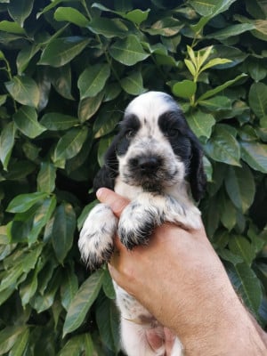 Les chiots de Cocker Spaniel Anglais