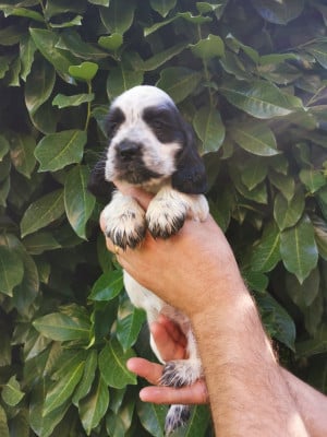 Les chiots de Cocker Spaniel Anglais