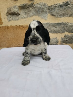 Les chiots de Cocker Spaniel Anglais