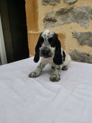 Les chiots de Cocker Spaniel Anglais