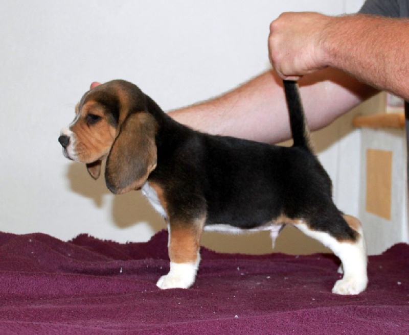 Le black des vallées d'argoat