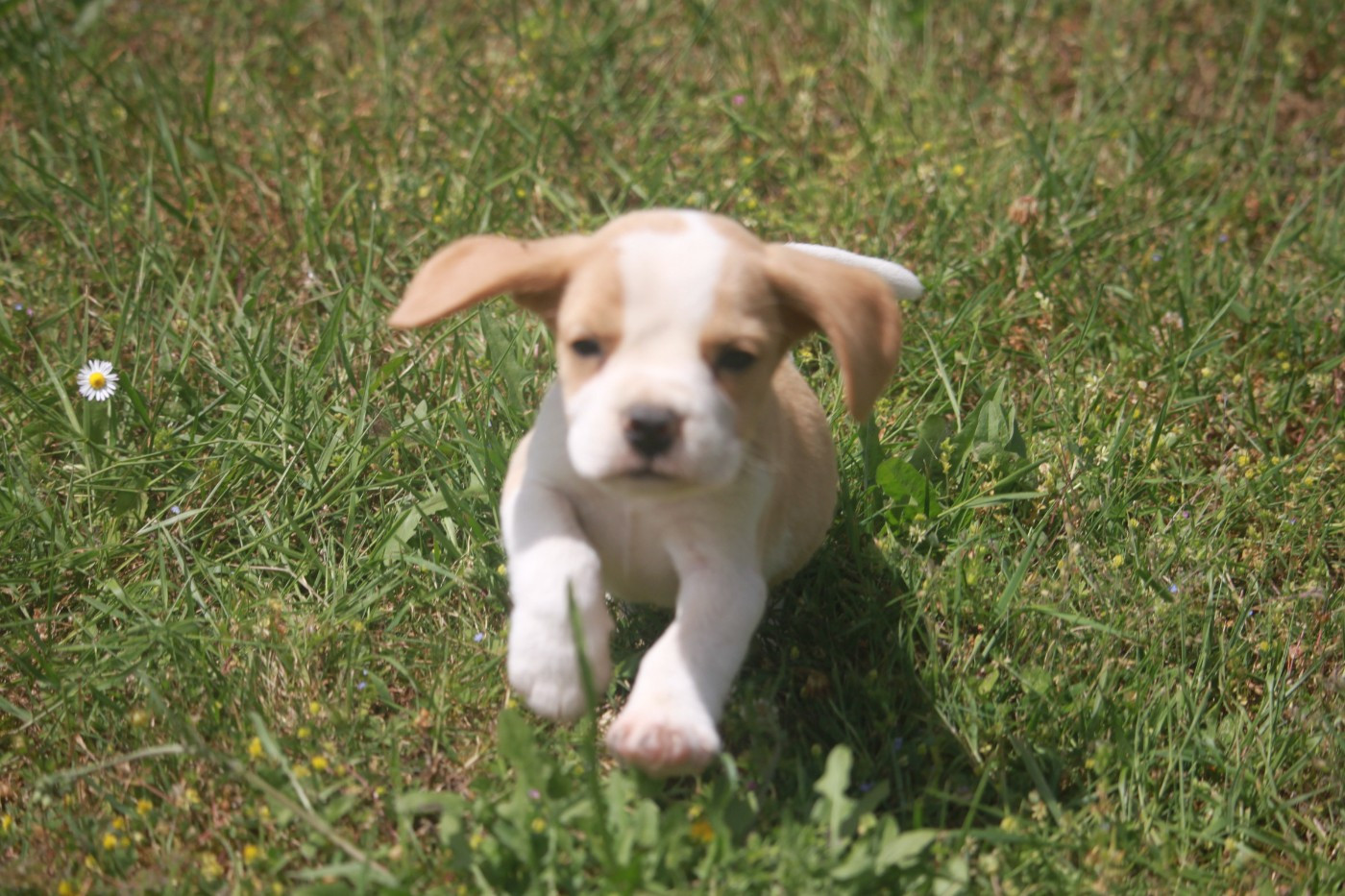 Chiot N°1