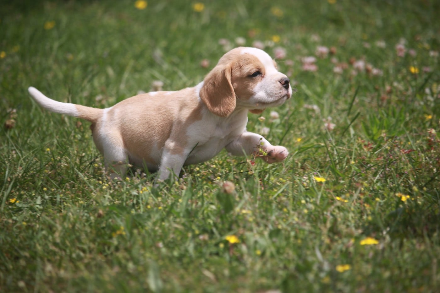 Chiot N°1