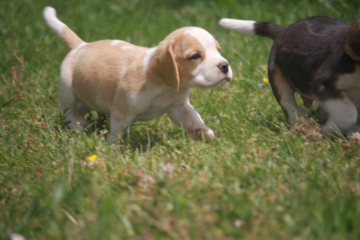Chiot N°1