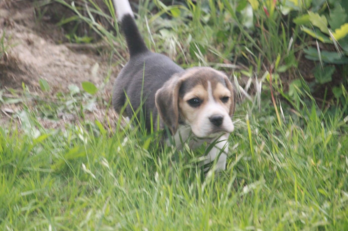 Chiot N°2
