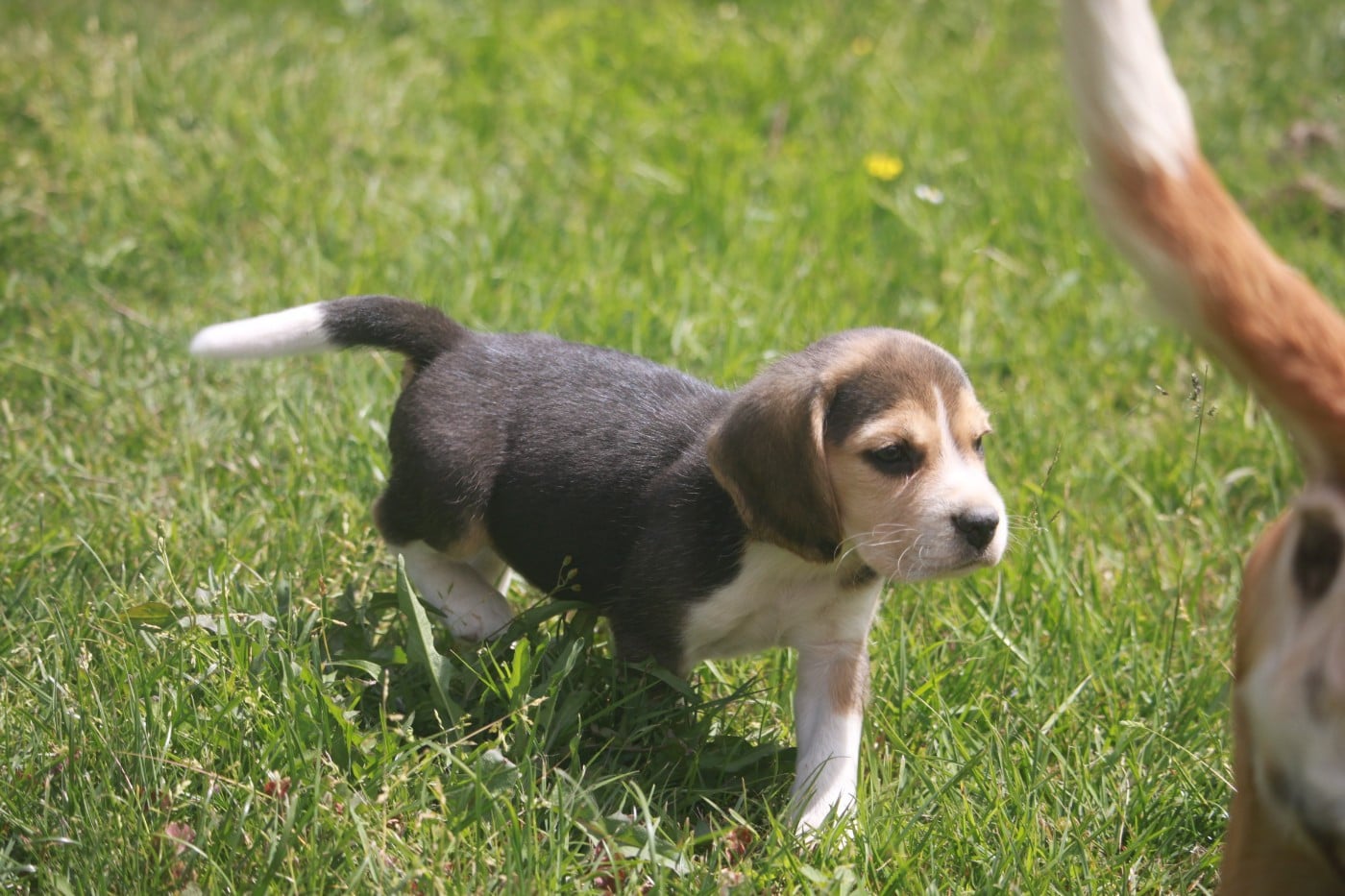 Chiot N°2