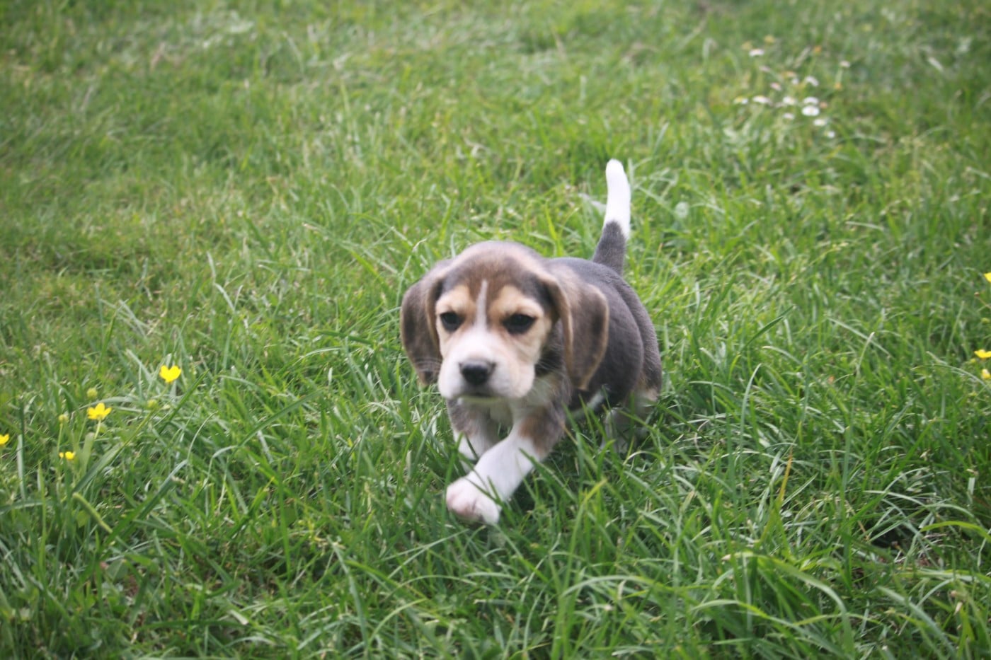 Chiot N°2