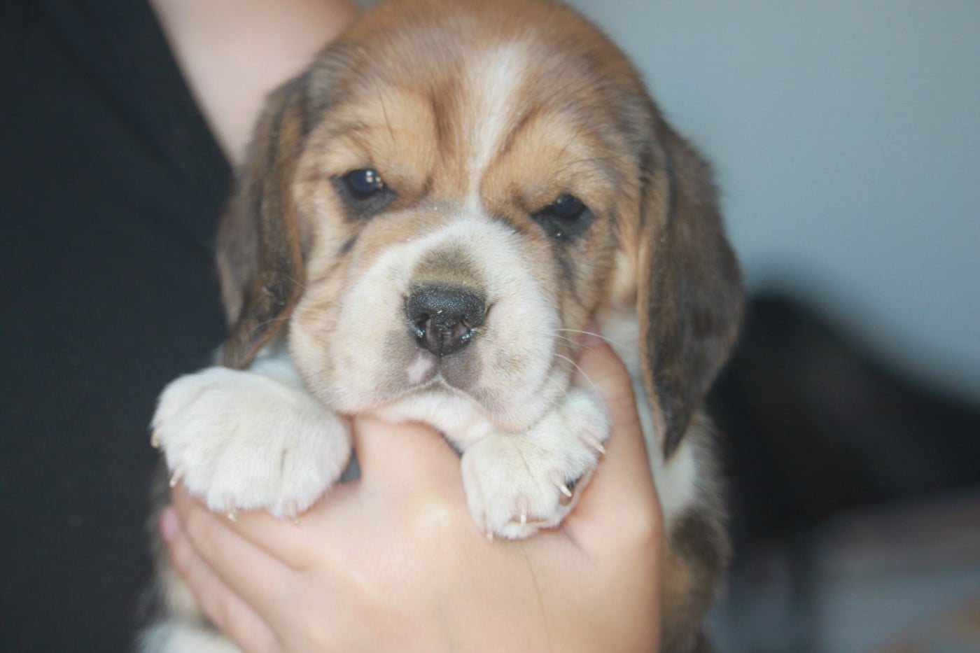 Chiot N°3